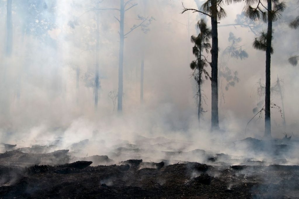 Incêndios Florestais Destroem 14064 Hectares de Mata no DF Somente Este Ano